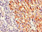 Pim-3 Proto-Oncogene, Serine/Threonine Kinase antibody, CSB-PA771444LA01HU, Cusabio, Immunohistochemistry frozen image 