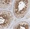 KAT8 Regulatory NSL Complex Subunit 3 antibody, NBP1-83875, Novus Biologicals, Immunohistochemistry frozen image 