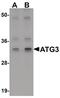 Ubiquitin-like-conjugating enzyme ATG3 antibody, PA5-20997, Invitrogen Antibodies, Western Blot image 