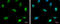 Nuclear autoantigen Sp-100 antibody, GTX131570, GeneTex, Immunocytochemistry image 
