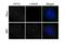 Centrosomal protein CP110 antibody, 12780-1-AP, Proteintech Group, Immunofluorescence image 