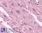 Cholinergic Receptor Muscarinic 3 antibody, LS-A5259, Lifespan Biosciences, Immunohistochemistry frozen image 