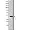 Serine Protease 22 antibody, abx218019, Abbexa, Western Blot image 