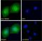 RNA Binding Motif Protein 20 antibody, GTX17481, GeneTex, Immunofluorescence image 