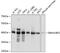 Probable rRNA-processing protein EBP2 antibody, GTX66557, GeneTex, Western Blot image 