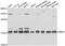 Nucleoside diphosphate kinase B antibody, A7443, ABclonal Technology, Western Blot image 