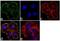 Opioid Receptor Mu 1 antibody, GTX17934, GeneTex, Immunofluorescence image 