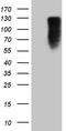 Mediator Complex Subunit 15 antibody, TA807884S, Origene, Western Blot image 