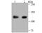 Ubiquitin Specific Peptidase 10 antibody, A03786-1, Boster Biological Technology, Western Blot image 