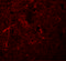 NACHT, LRR and PYD domains-containing protein 7 antibody, 5963, ProSci, Immunofluorescence image 