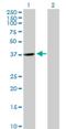Cyclin N-Terminal Domain Containing 1 antibody, H00124817-B01P, Novus Biologicals, Western Blot image 