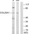 Collagen Type XXV Alpha 1 Chain antibody, LS-C119476, Lifespan Biosciences, Western Blot image 