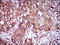 Myocyte Enhancer Factor 2A antibody, orb330000, Biorbyt, Immunohistochemistry paraffin image 