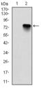 COMM Domain Containing 3 antibody, M13425, Boster Biological Technology, Western Blot image 