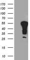 Y-Box Binding Protein 2 antibody, LS-C795883, Lifespan Biosciences, Western Blot image 