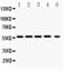 Akt antibody, MA1085, Boster Biological Technology, Western Blot image 