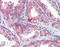 HSP90 antibody, ADI-SPA-836-D, Enzo Life Sciences, Immunohistochemistry paraffin image 