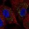 Zinc Finger DHHC-Type Containing 11B antibody, HPA069008, Atlas Antibodies, Immunofluorescence image 