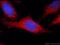 Translocase Of Outer Mitochondrial Membrane 40 antibody, 18409-1-AP, Proteintech Group, Immunofluorescence image 