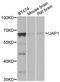 UDP-N-Acetylglucosamine Pyrophosphorylase 1 antibody, MBS127942, MyBioSource, Western Blot image 
