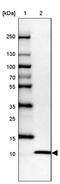 Ubiquitin Fold Modifier 1 antibody, PA5-58916, Invitrogen Antibodies, Western Blot image 