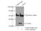 Chymase 1 antibody, 18189-1-AP, Proteintech Group, Immunoprecipitation image 