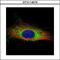 Gelsolin antibody, GTX114078, GeneTex, Immunofluorescence image 