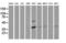 PDZ and LIM domain protein 2 antibody, LS-C172864, Lifespan Biosciences, Western Blot image 