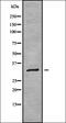 Ribosomal Protein L7a antibody, orb337933, Biorbyt, Western Blot image 