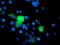 Phosphoglycerate Mutase 2 antibody, MA5-25672, Invitrogen Antibodies, Immunocytochemistry image 
