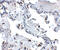 SH3 Domain Binding Protein 4 antibody, 5167, ProSci, Immunohistochemistry frozen image 