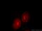 Ubiquitin-conjugating enzyme E2 E2 antibody, 11844-1-AP, Proteintech Group, Immunofluorescence image 