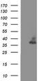 Synaptophysin antibody, CF506499, Origene, Western Blot image 