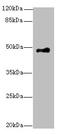 Serine/Threonine Kinase 24 antibody, A54344-100, Epigentek, Western Blot image 