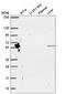 Pyridine Nucleotide-Disulphide Oxidoreductase Domain 2 antibody, HPA067394, Atlas Antibodies, Western Blot image 
