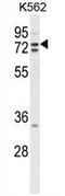 Ubiquitin thioesterase ZRANB1 antibody, AP54739PU-N, Origene, Western Blot image 