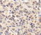 Trans-Golgi Network Protein 2 antibody, TA309908, Origene, Immunohistochemistry frozen image 