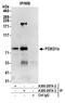Forkhead Box O1 antibody, A300-297A, Bethyl Labs, Immunoprecipitation image 