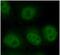 ELAV Like RNA Binding Protein 1 antibody, FNab04080, FineTest, Immunofluorescence image 