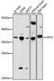 Hes Related Family BHLH Transcription Factor With YRPW Motif 2 antibody, 15-901, ProSci, Western Blot image 