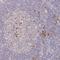 Derlin 2 antibody, NBP2-47485, Novus Biologicals, Immunohistochemistry frozen image 