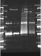 Urate oxidase antibody, orb344232, Biorbyt, Western Blot image 