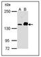 Caspase recruitment domain-containing protein 11 antibody, AP23584PU-N, Origene, Western Blot image 