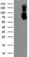 Galectin 3 Binding Protein antibody, CF503459, Origene, Western Blot image 