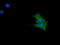 Cancer/Testis Antigen 1B antibody, LS-C174619, Lifespan Biosciences, Immunofluorescence image 