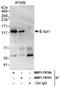 Extended Synaptotagmin 1 antibody, NBP1-78750, Novus Biologicals, Western Blot image 