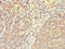UBX Domain Protein 8 antibody, A63756-100, Epigentek, Immunohistochemistry paraffin image 