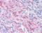 Myelin Basic Protein antibody, MCA686S, Bio-Rad (formerly AbD Serotec) , Immunohistochemistry frozen image 