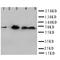 Protein Tyrosine Phosphatase Non-Receptor Type 11 antibody, orb11662, Biorbyt, Western Blot image 