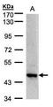 Zinc Finger And BTB Domain Containing 24 antibody, PA5-28068, Invitrogen Antibodies, Western Blot image 